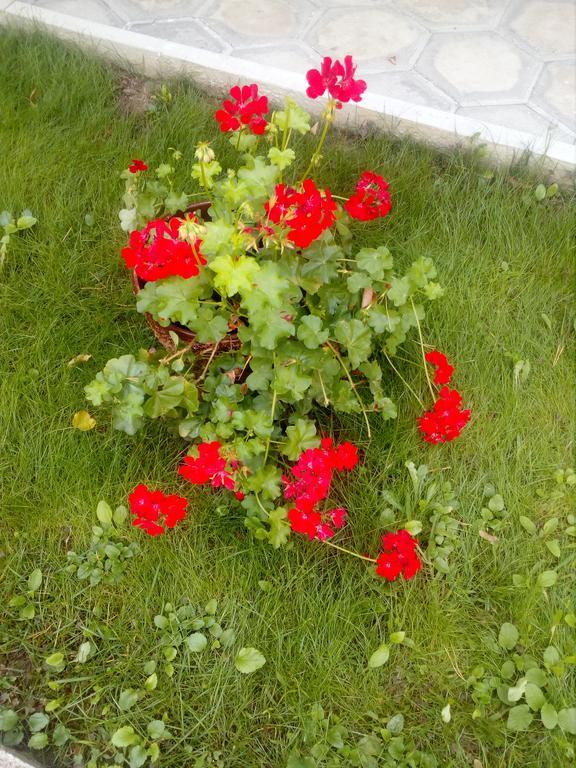 Балнеохотел Роза Strelcha Dış mekan fotoğraf